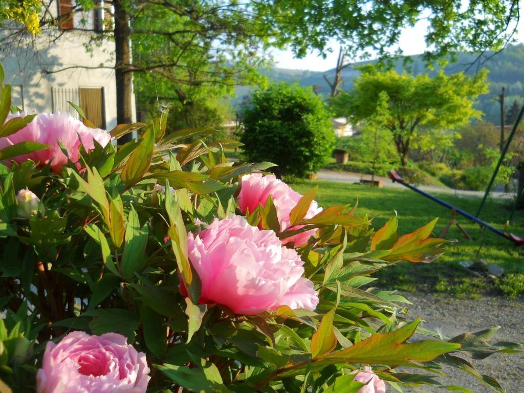 Tenuta Calabiana Diano dʼAlba Стая снимка