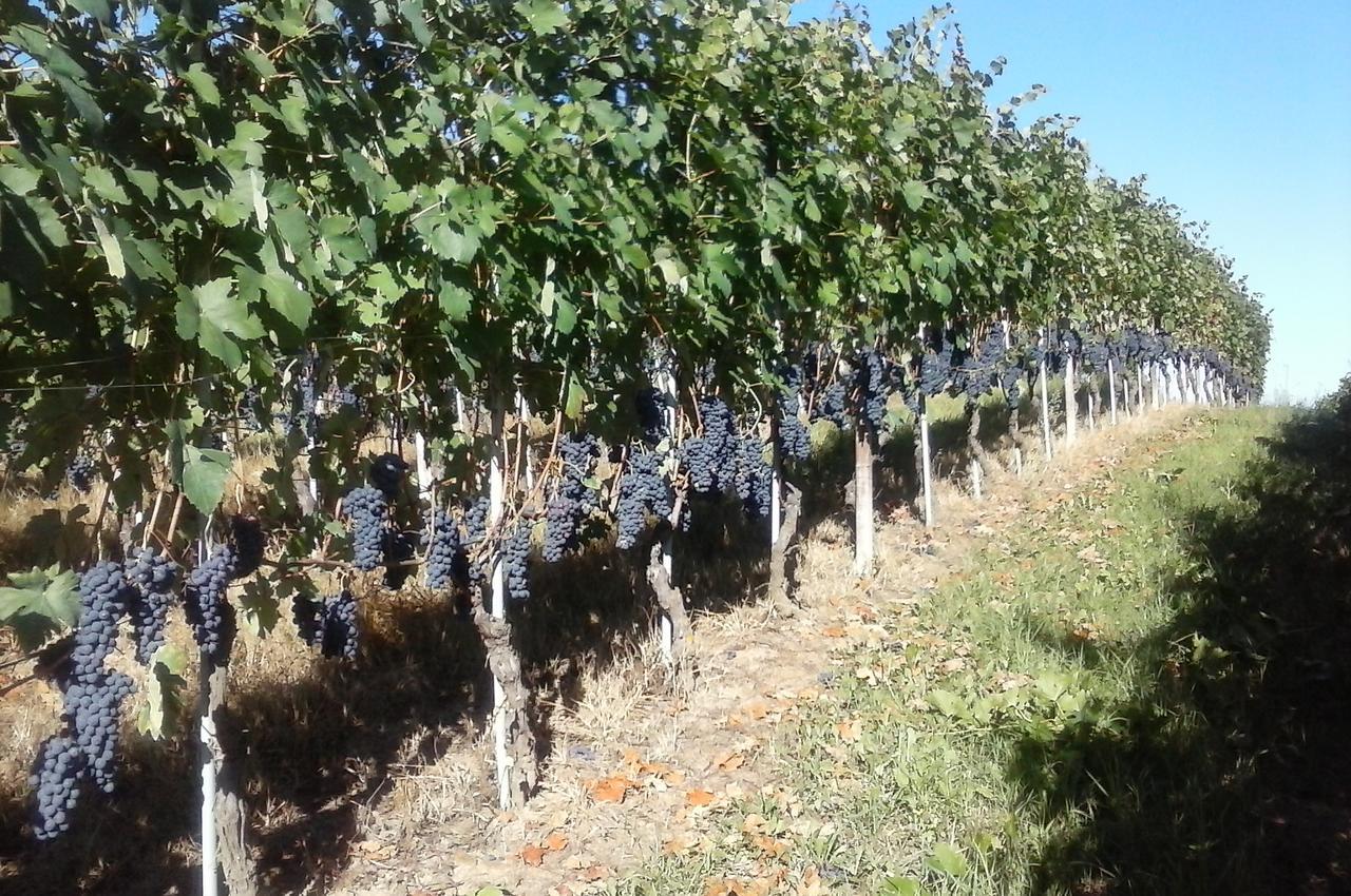 Tenuta Calabiana Diano dʼAlba Екстериор снимка